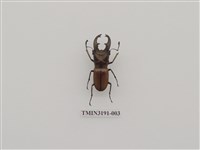 藏品(雞冠細身赤鍬形蟲)的圖片